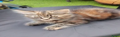 Female tabby ginger