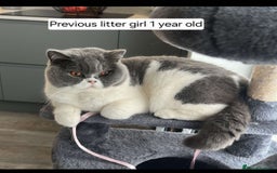 British Shorthair cats for sale: Tica Registered Blue British Shorthair kittens - Image 26