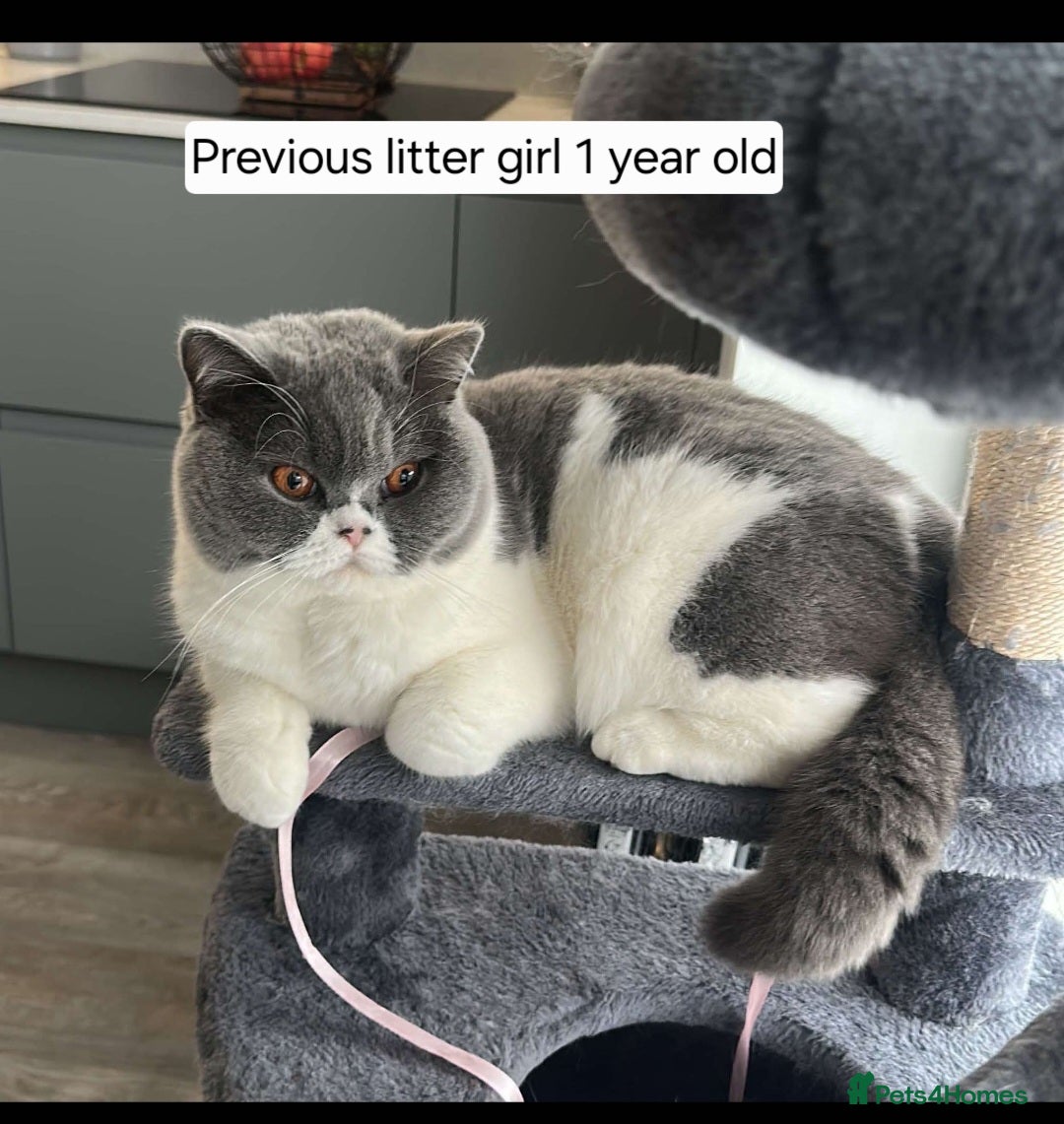 British Shorthair cats for sale: Tica Registered Blue British Shorthair kittens - Image 26