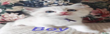 Ragdoll 3