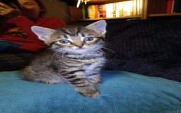 Domestic Shorthair cats for sale: Three female Domestic Shorthair - Image 3