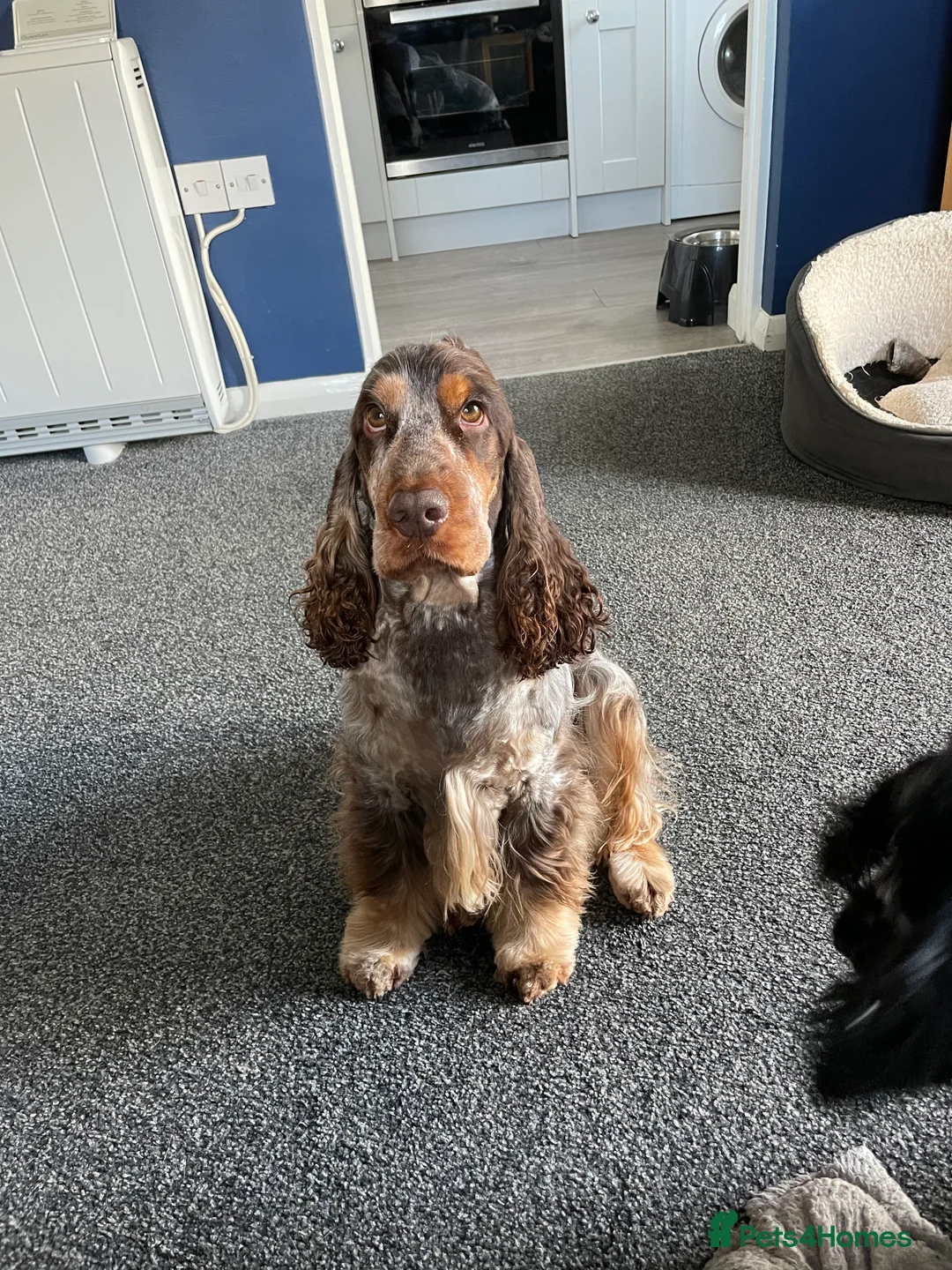 Cocker Spaniel dogs for stud: KC REG SHOW COCKER SPANIEL STUD in Gosport - Advert 7