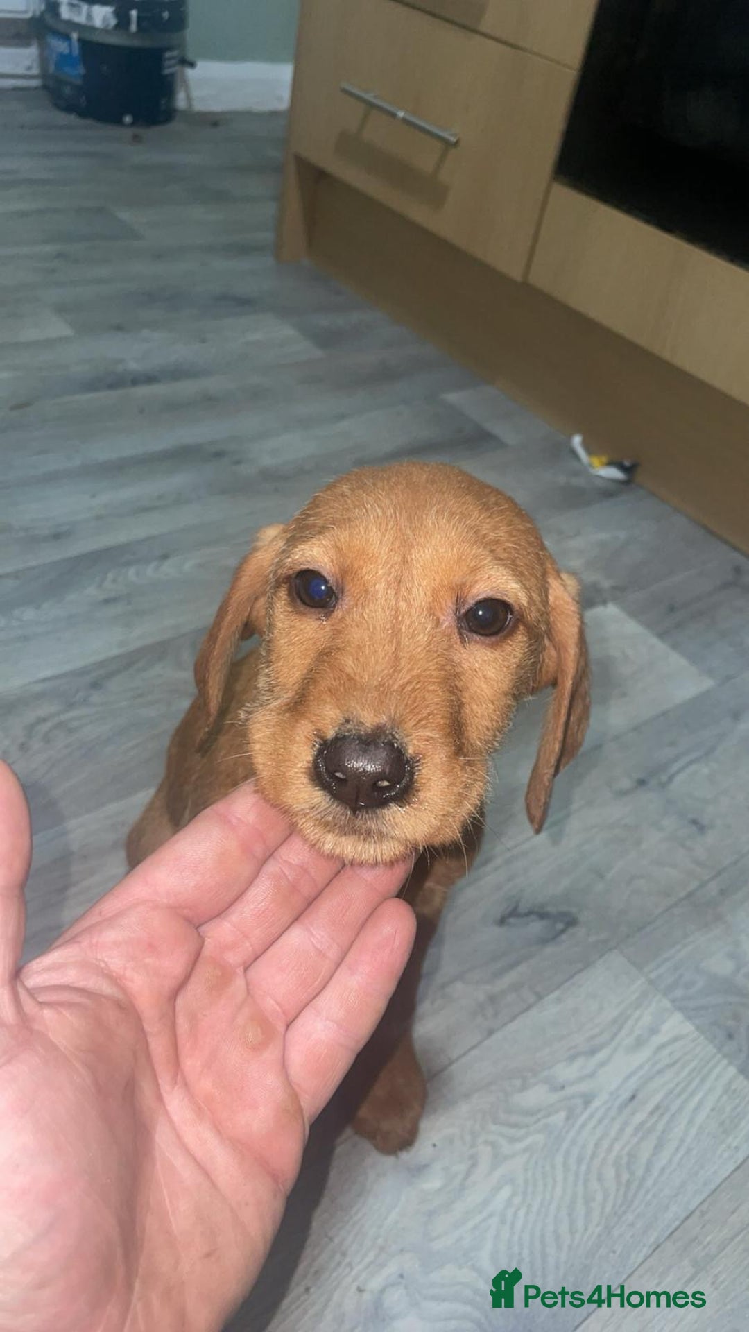 Mixed Breed dogs for sale: Hungarian Vizsla X Labrador Retriever - Advert 5