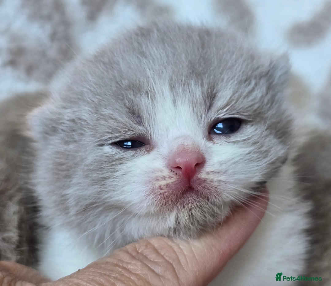 British Shorthair cats for sale: 1 BOY LEFT TICA reg BSH and BLH kittens - Advert 5