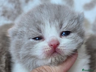 British Shorthair cats - Advert 1