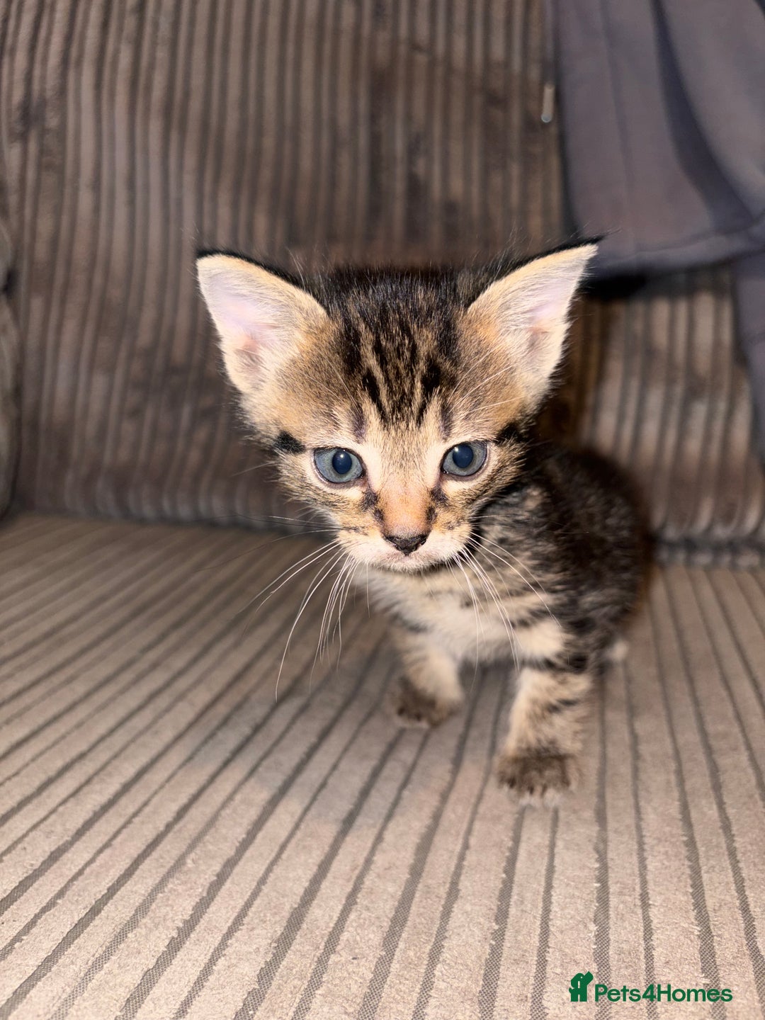 Domestic Shorthair cats for sale: 4 gorgeous Tabby kittens ready 26-1-26 - Advert 28