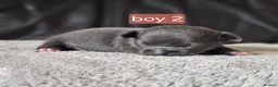Chihuahua dogs for sale: 5 chiuaua baby boys - Advert 38