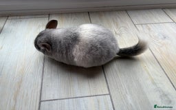 Chinchilla rodents for sale: Trio of Young Males - Image 12