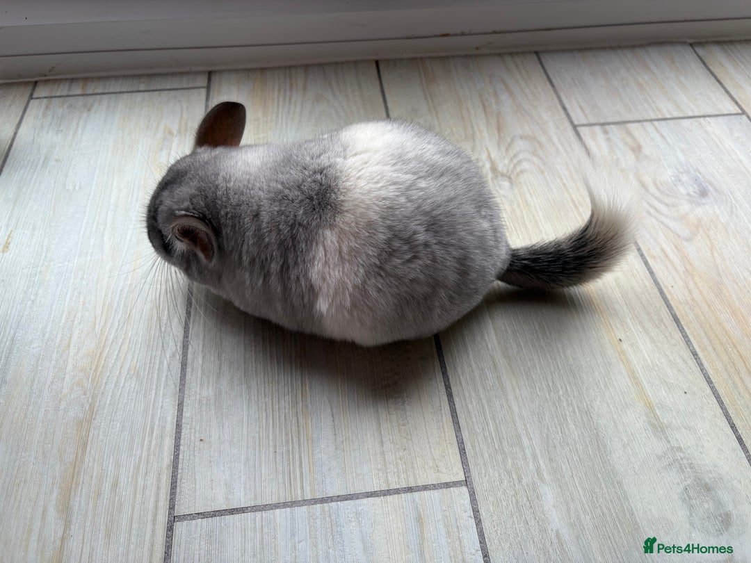 Chinchilla rodents for sale: Trio of Young Males - Image 12