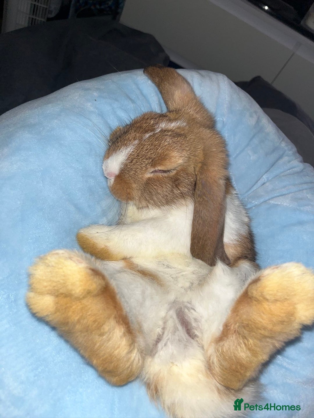 Mini Lop rabbits for sale: Mini lop male - Advert 1