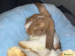 Mini Lop rabbits Mini lop male - Advert 10