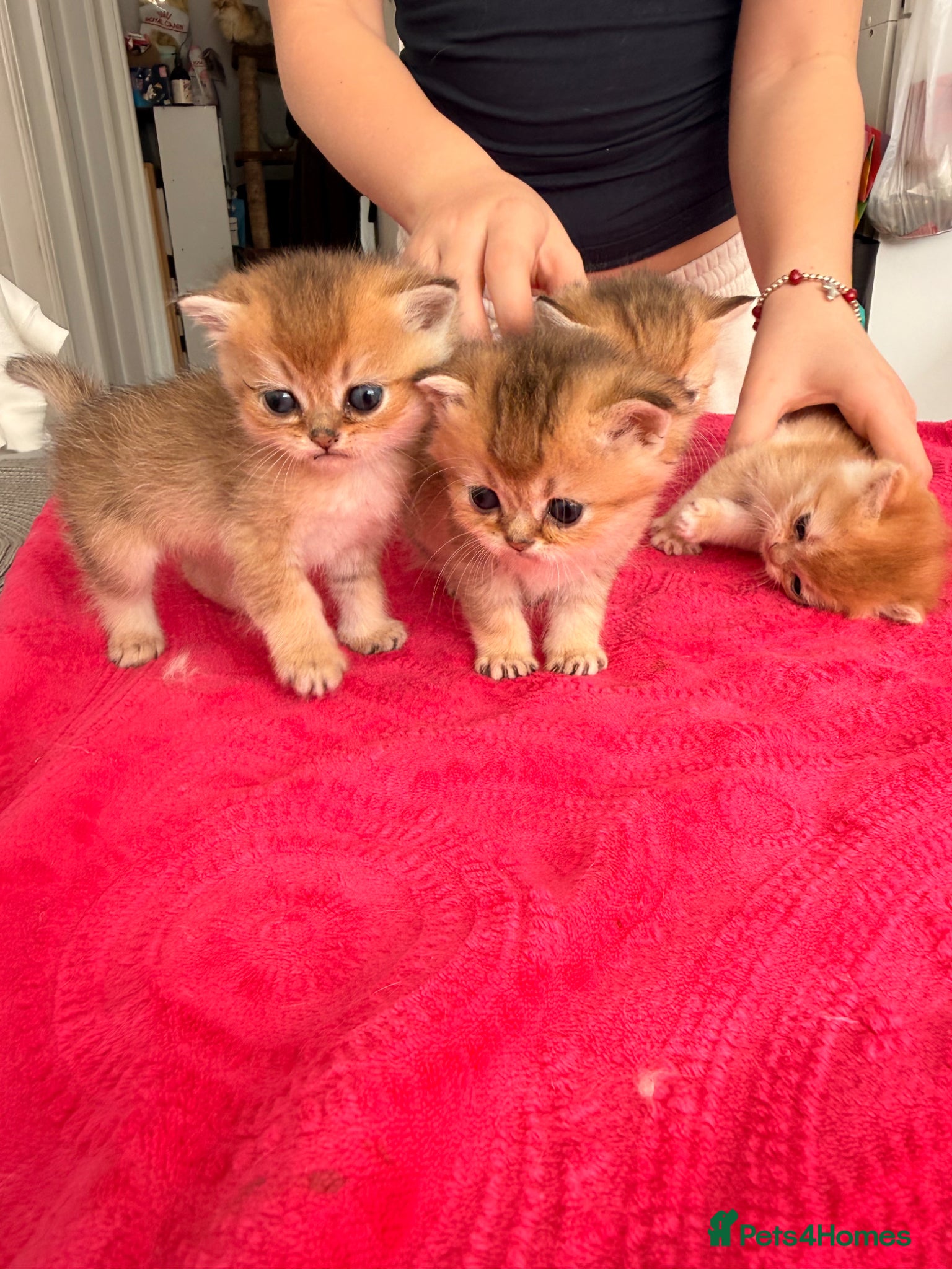 British Shorthair cats Golden Chinchilla kittens ready to reserve  - Advert 14