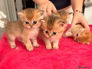 British Shorthair cats Golden Chinchilla kittens ready to reserve - Advert 4