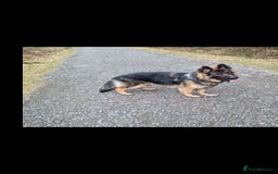 German Longhaired Pointer dogs for sale: German Shepherd Rehoming  - Image 9