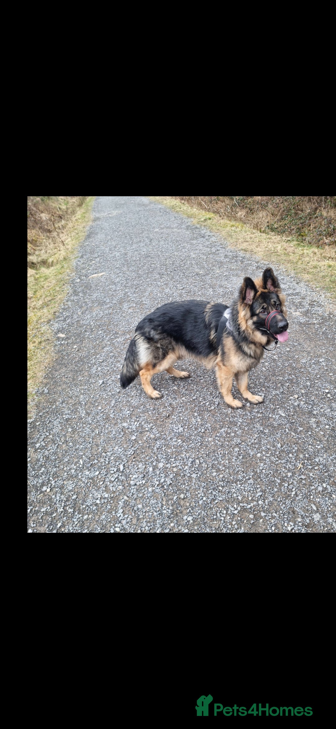 German Longhaired Pointer dogs for sale: German Shepherd Rehoming  - Image 9