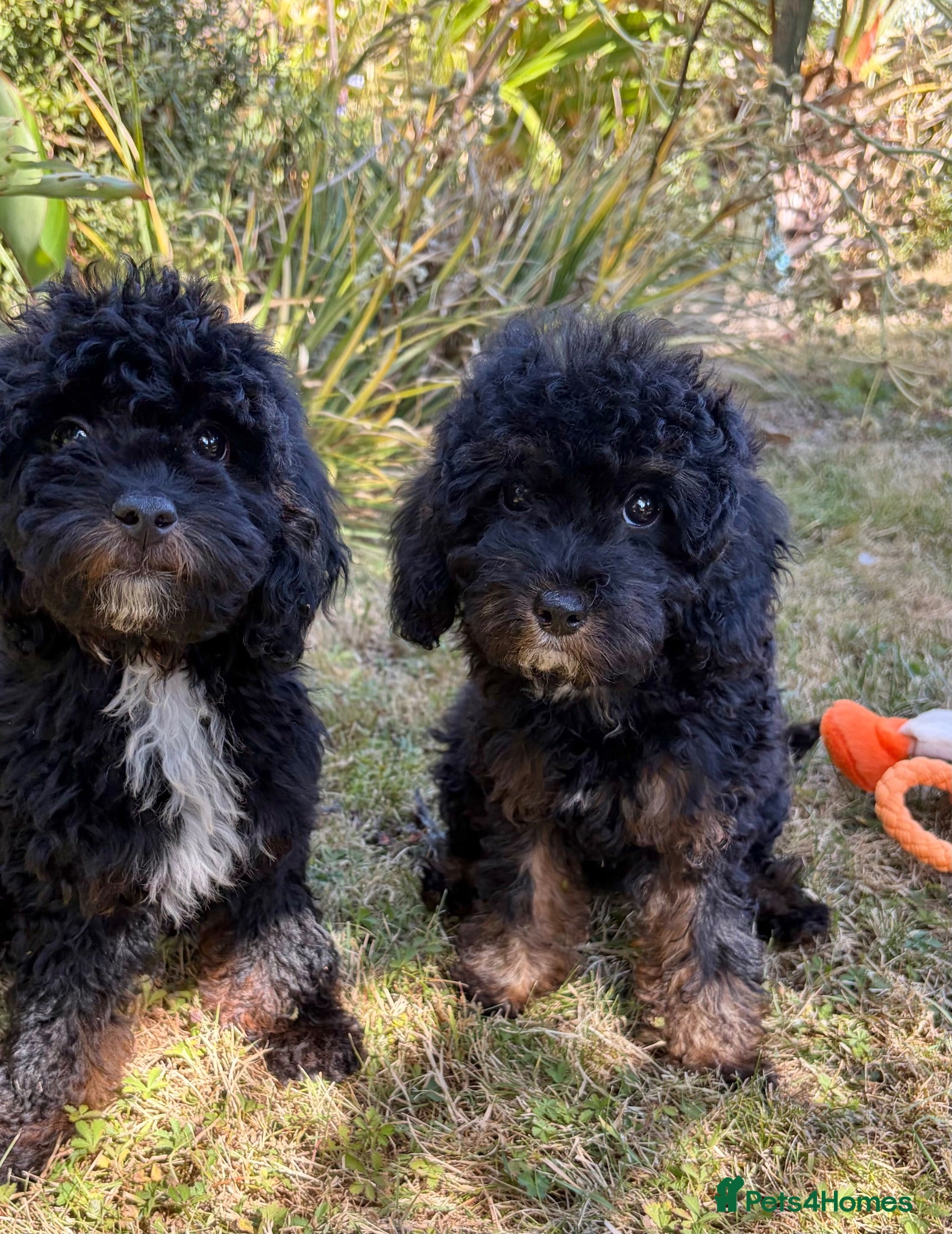 Cockapoo dogs Girl Cockapoo last puppy available  - Advert 1