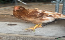 Chickens poultry for sale: 10 Female chickens for sale - Image 3