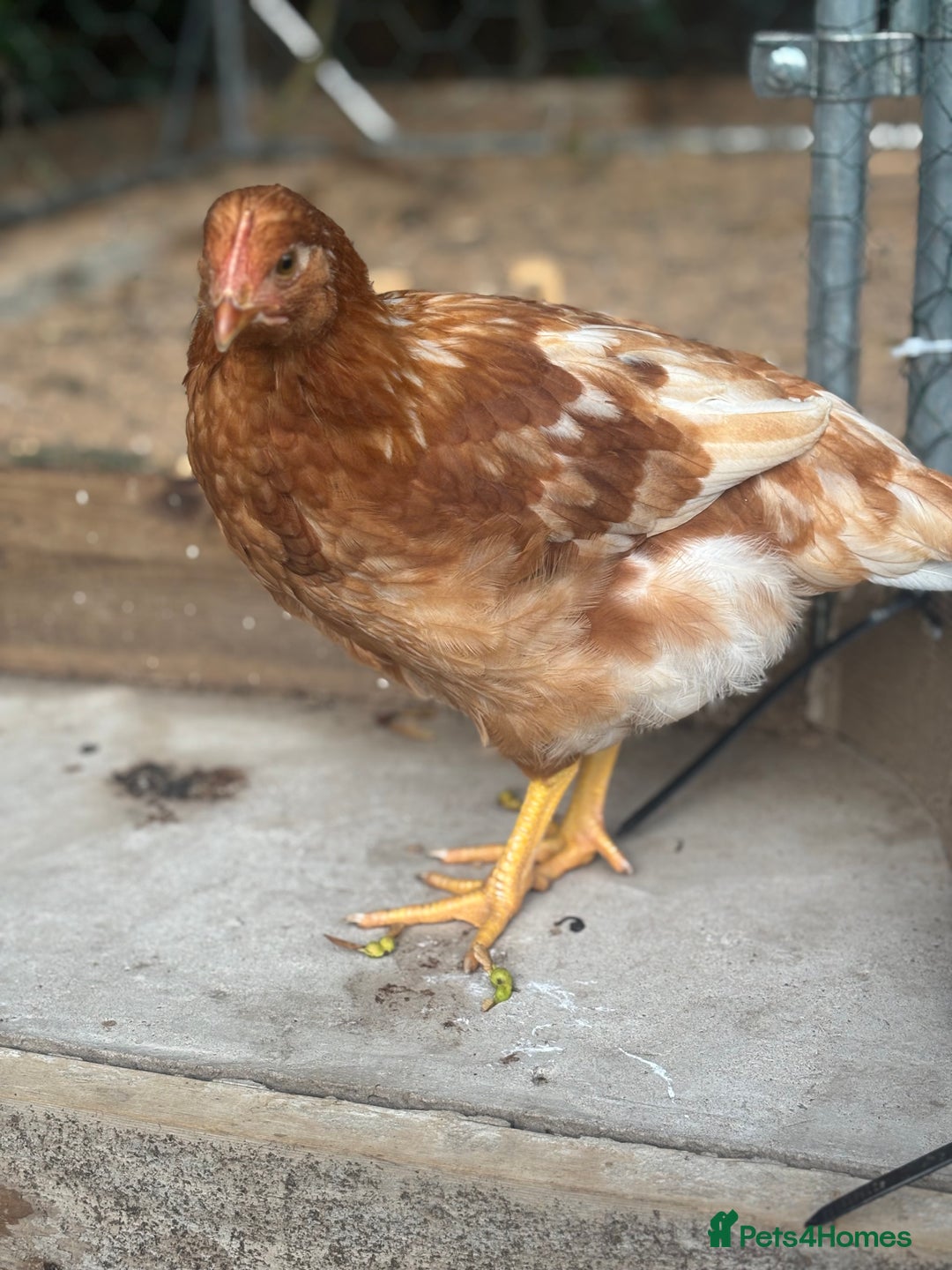 Chickens poultry for sale: 10 Female chickens for sale - Image 3
