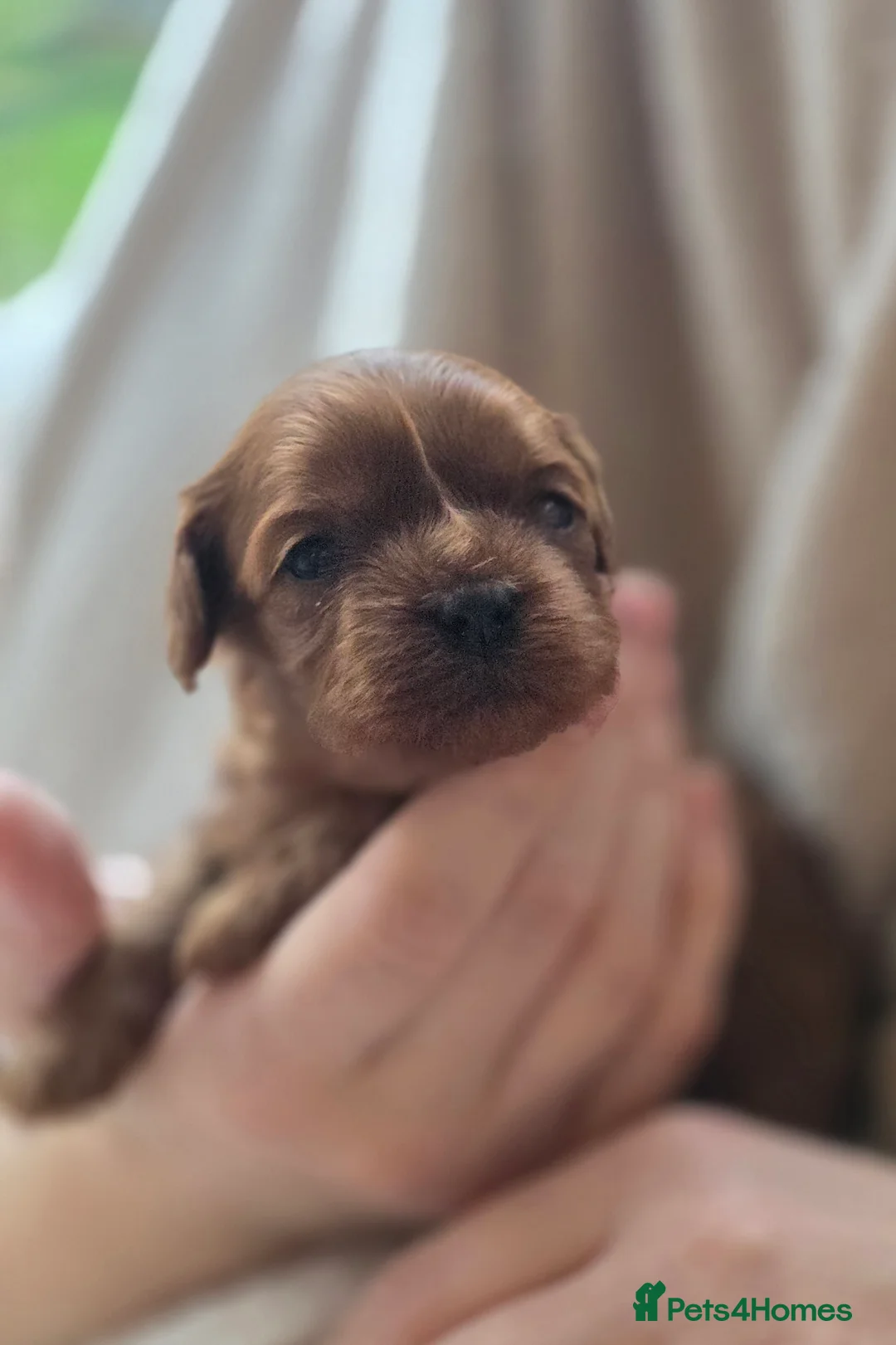 Cavapoo dogs for sale: Small F2 Cavapoo Puppies – Family Raised - Advert 19