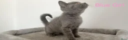 British Shorthair cats for sale: 5 British Shorthair Kittens in Wellingborough - Advert 8