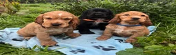 Cocker Spaniel dogs for sale: Stunning show type cocker spaniel puppies  - Advert 9