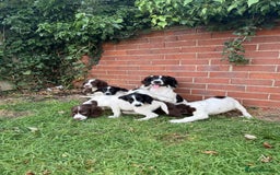 English Springer Spaniel dogs for sale: SIRED by IR FTCH Broomfield Abel of Sliabh - Image 6