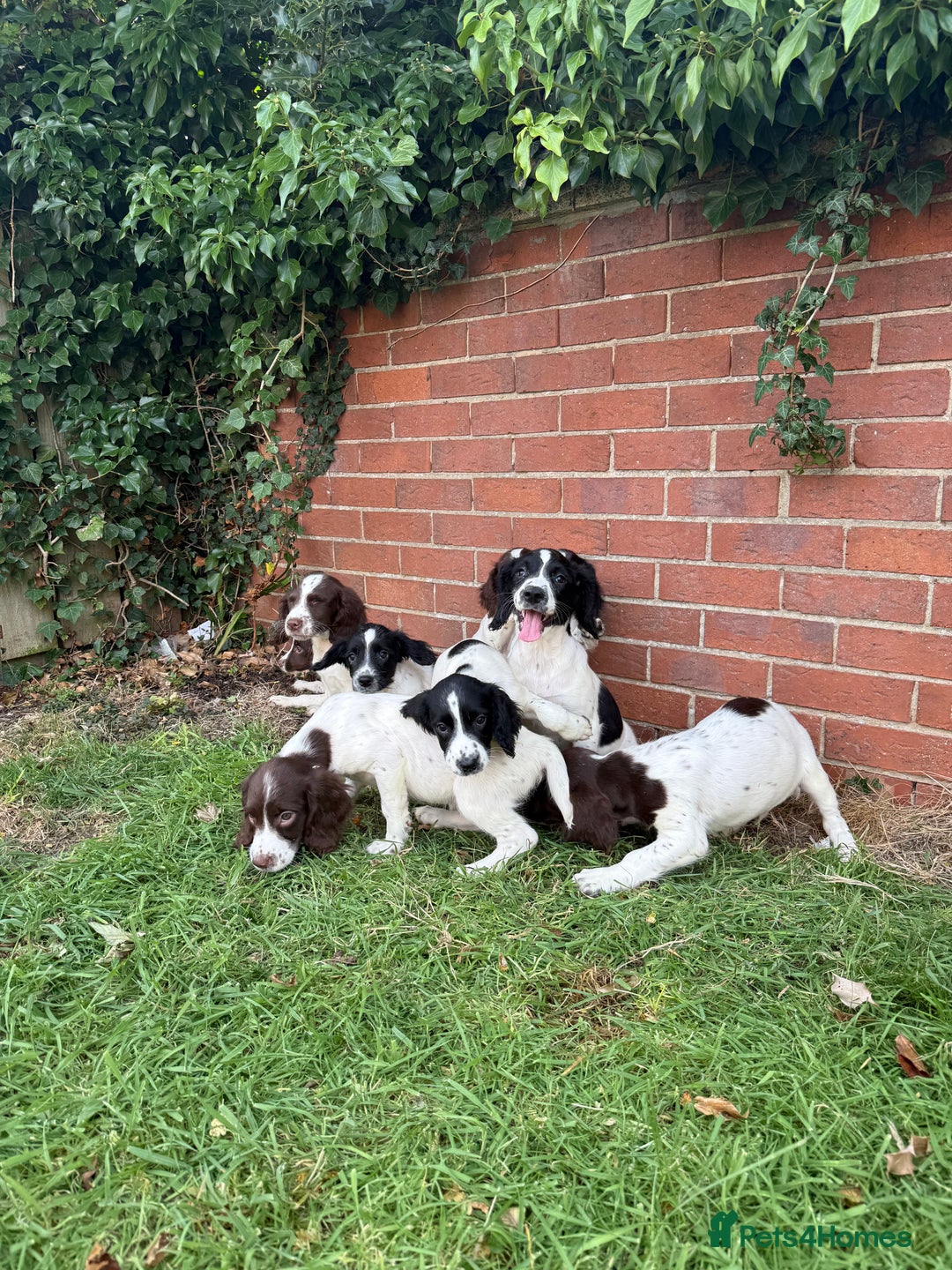 English Springer Spaniel dogs for sale: SIRED by IR FTCH Broomfield Abel of Sliabh - Image 6