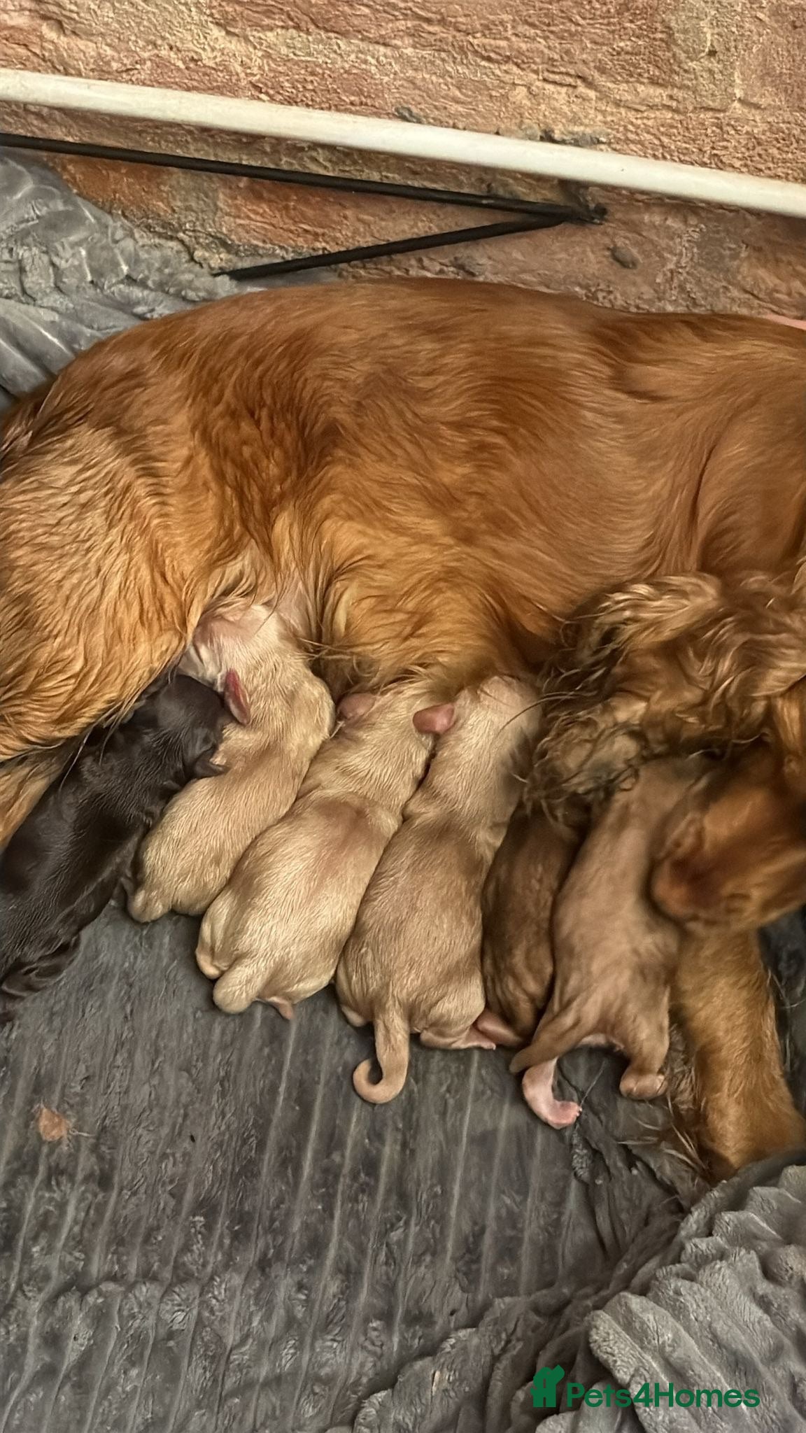 Cocker Spaniel dogs 6 KC 5th generation pups! - Advert 1