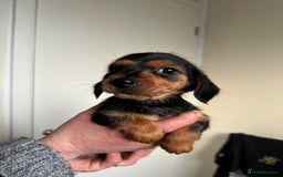 Mixed Breed dogs for sale: Minituar yorkie cross dashound puppies - Image 9