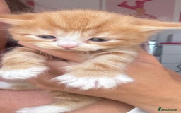 Mixed Breed cats for sale: X2 Beautiful fluffy ginger boys  - Image 5