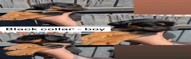 Black collar boy