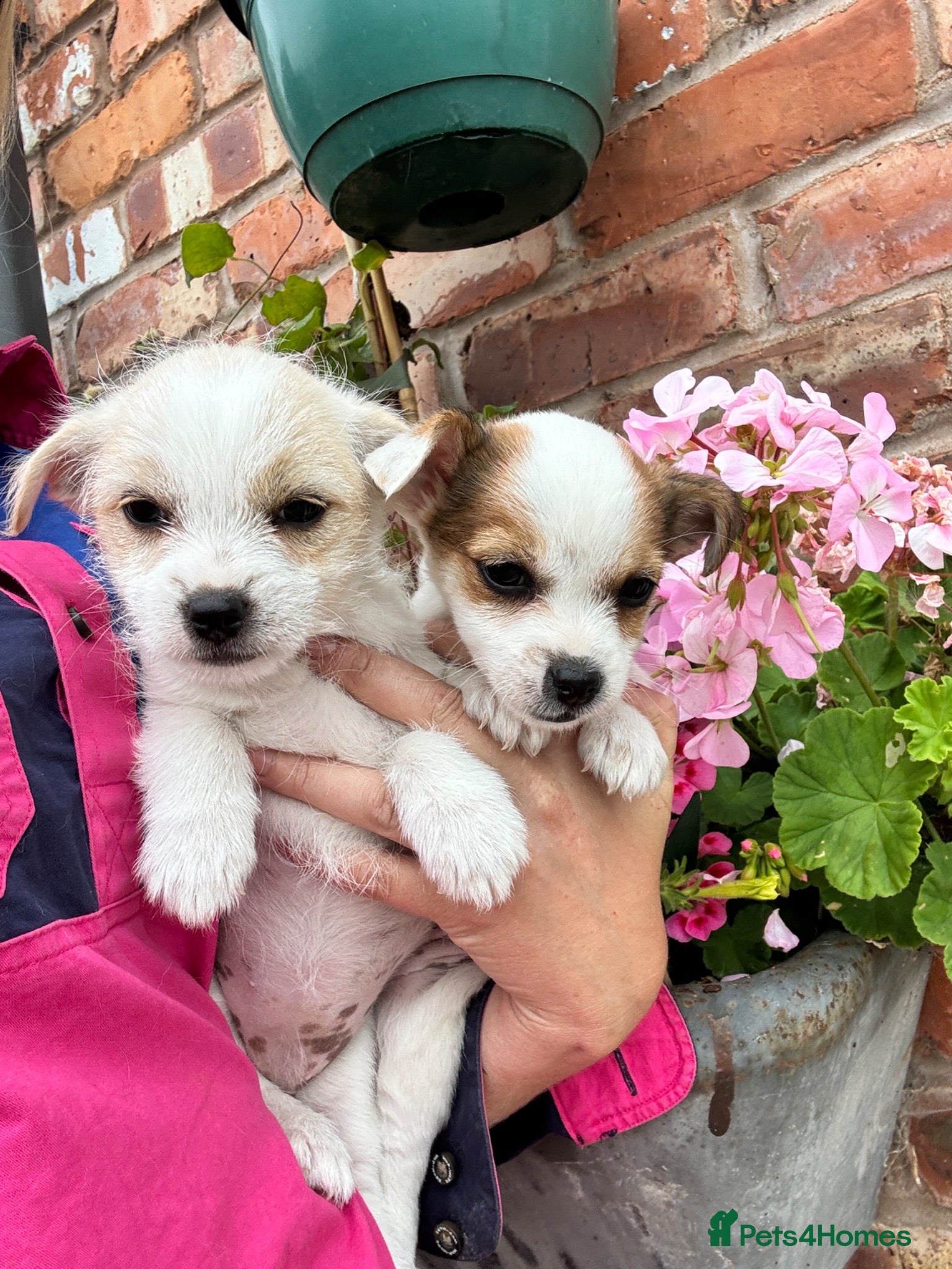 Mixed Breed dogs Beautiful Jack Russell X puppies  - Advert 1
