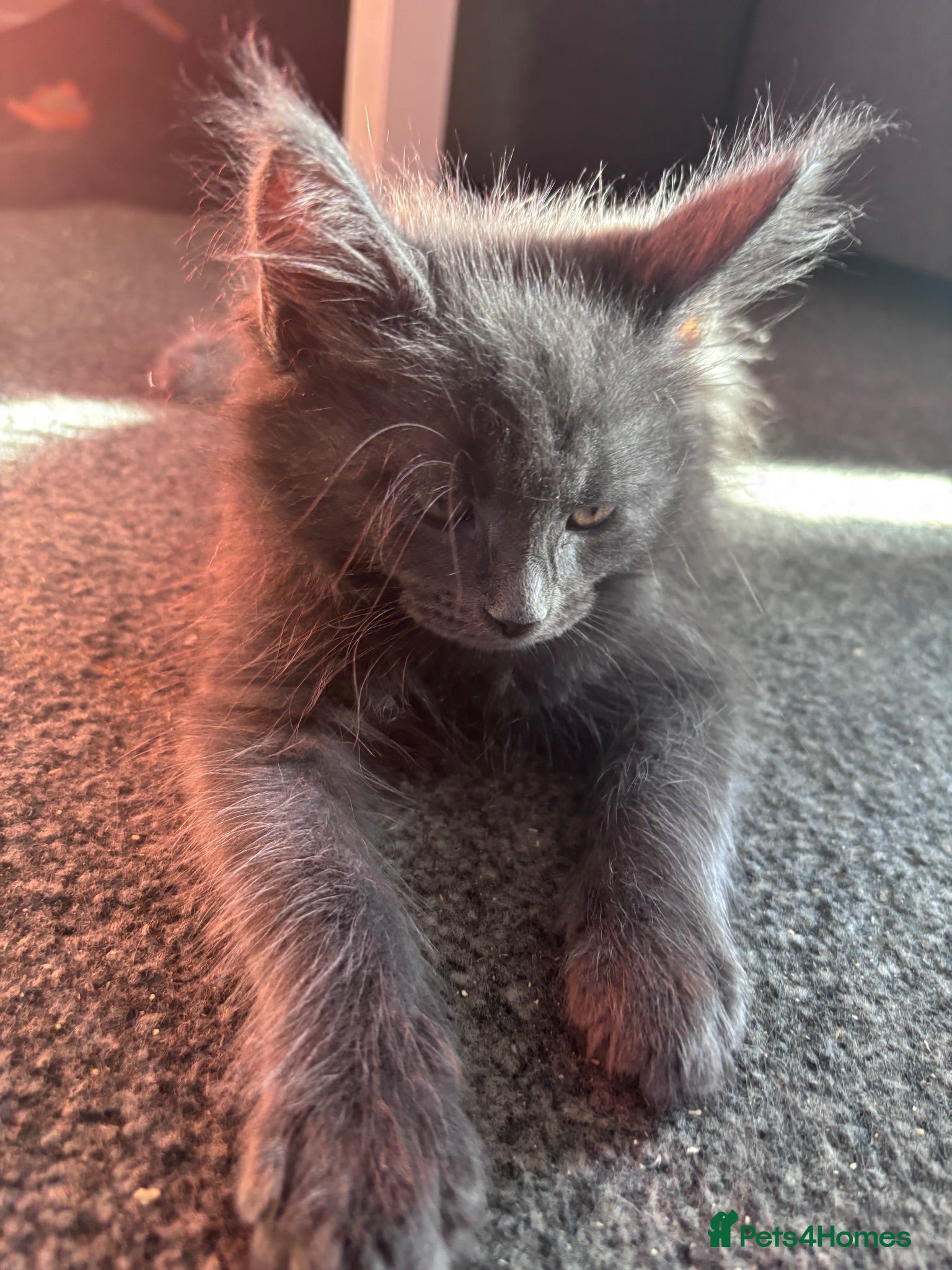 Maine Coon cats 🐾 TWO BEAUTIFUL MAINE COON KITTENS AVAILABLE 🐾 - Advert 1