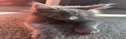 Maine Coon cats for sale: 🐾 TWO BEAUTIFUL MAINE COON KITTENS AVAILABLE 🐾 - Advert 1