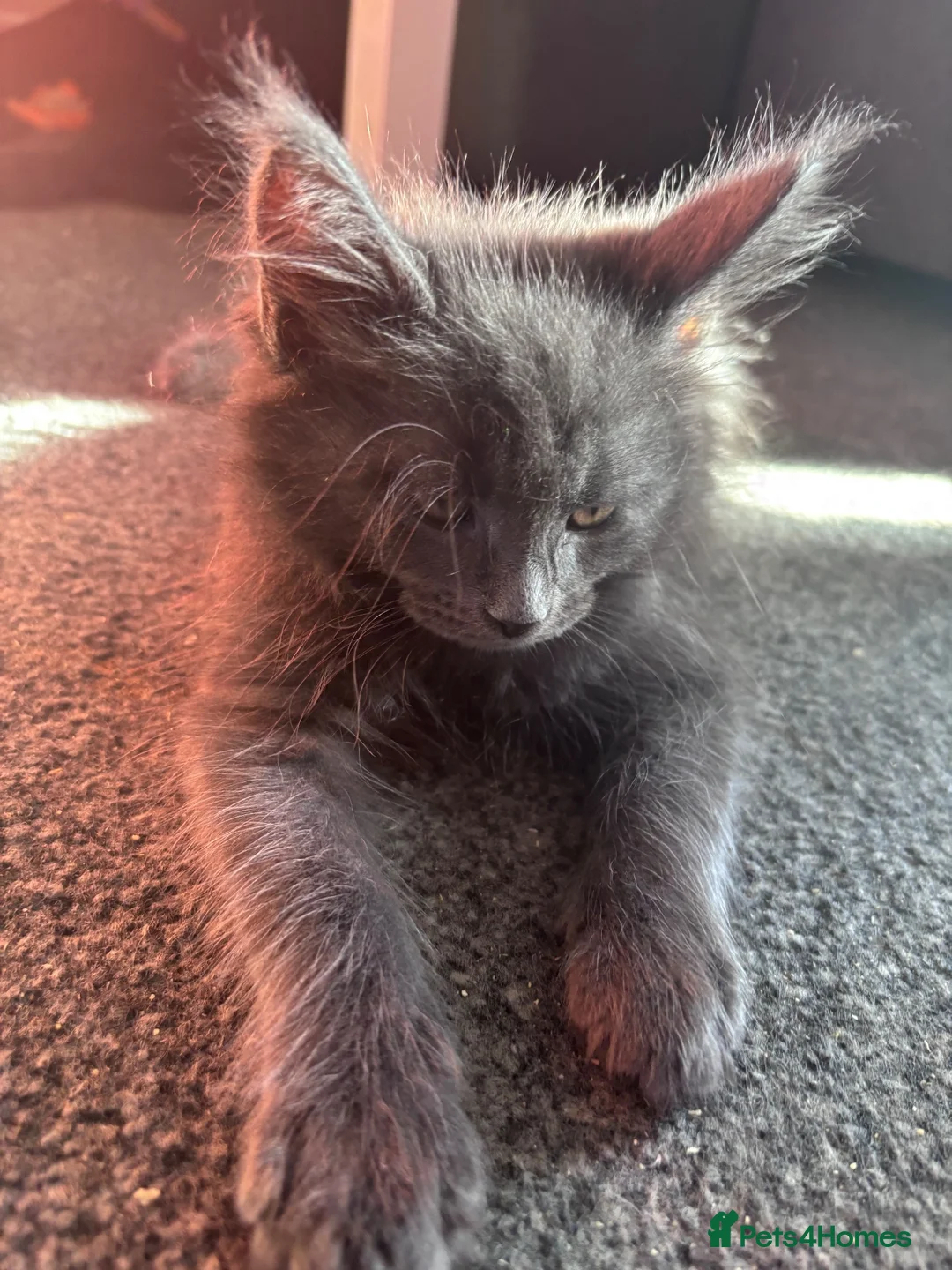 Maine Coon cats for sale: 🐾 TWO BEAUTIFUL MAINE COON KITTENS AVAILABLE 🐾 - Advert 1