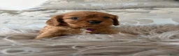 Cavalier King Charles Spaniel dogs for sale: KC Beautiful Health Tested Babies - Advert 5