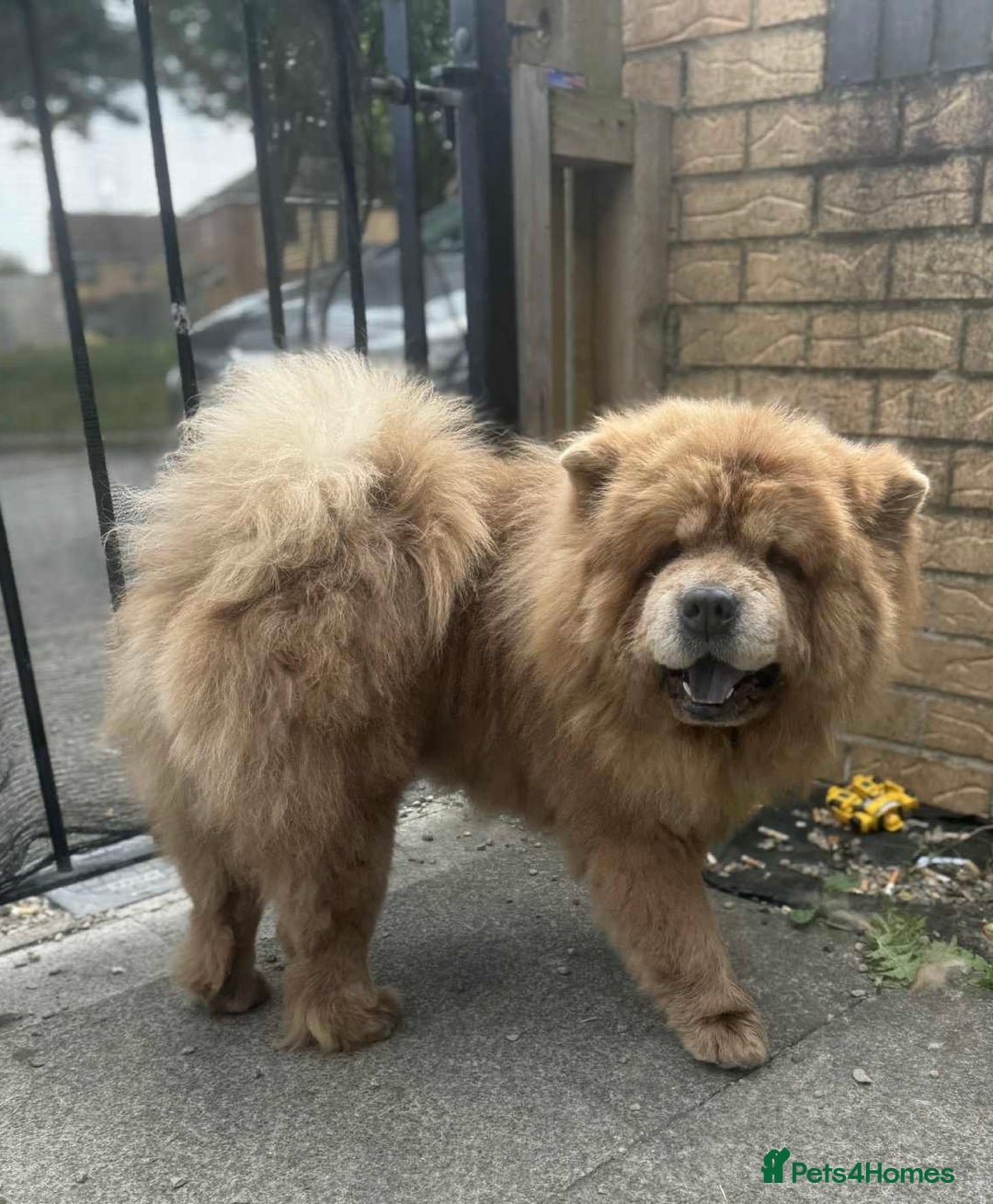 Chow Chow dogs for stud: Champion lines Cinnamon Chow Chow Stud 🦁 in Stockton-on-Tees - Image 1