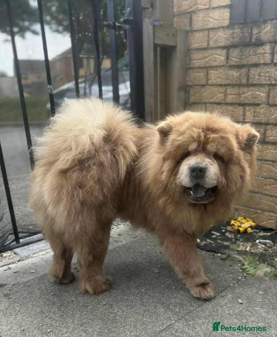 Chow Chow dogs for stud: Champion lines Cinnamon Chow Chow Stud 🦁 - Advert 2
