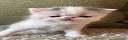 Exotic cats for sale: Exotic Persian  in Birmingham - Advert 3