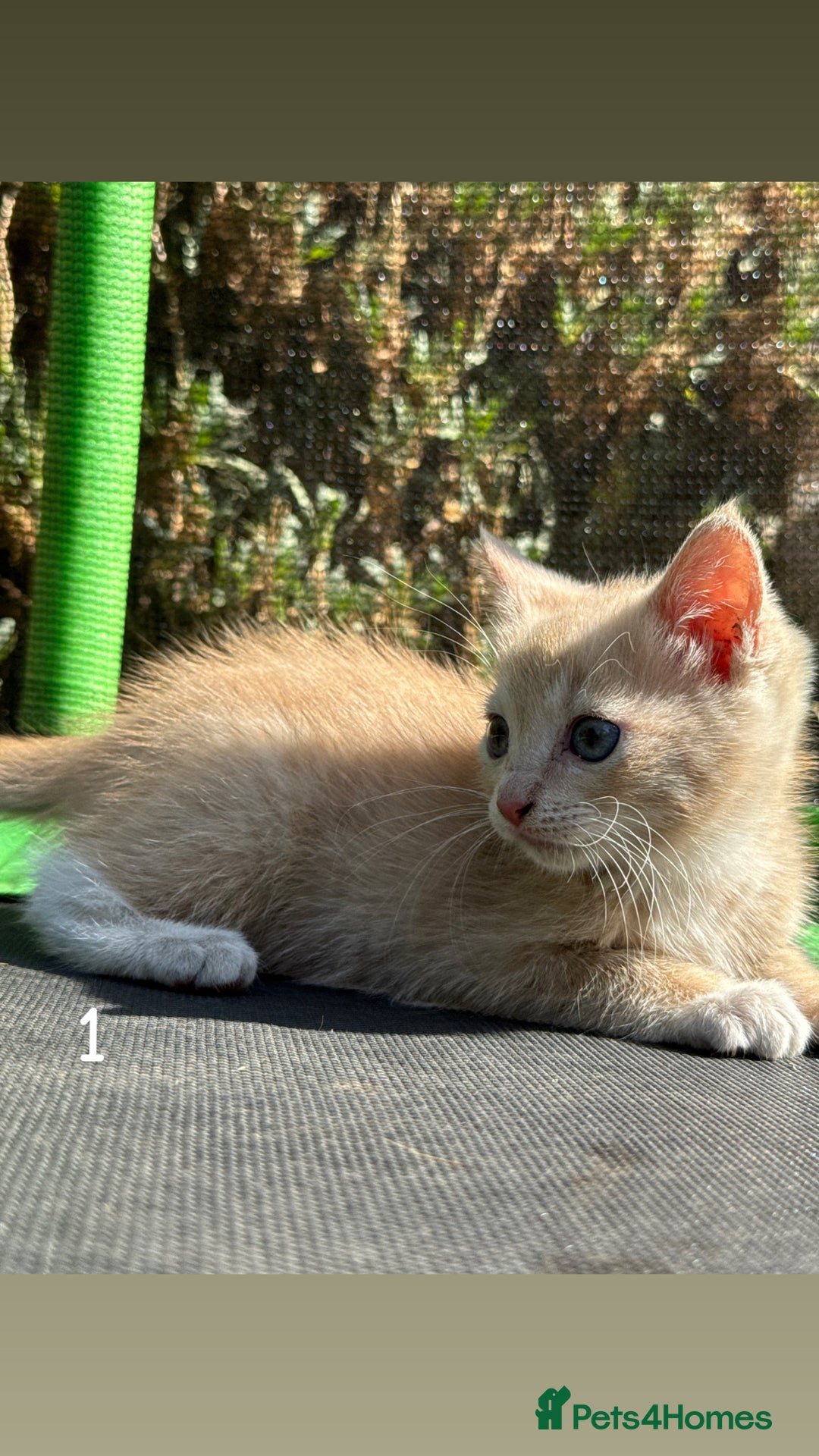 Mixed Breed cats for sale: 3 Female Ragdoll X Kittens  - Image 9