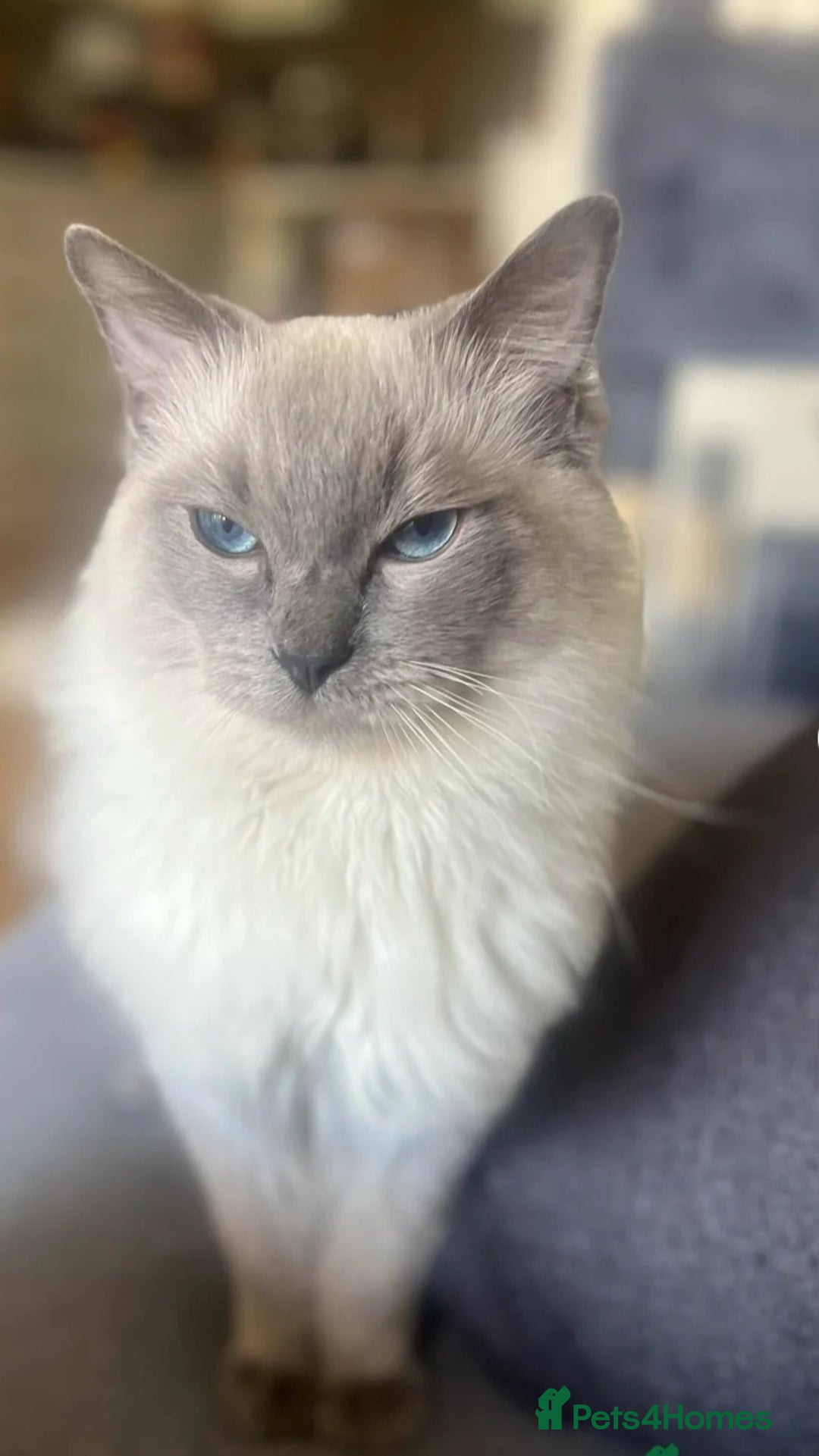 Ragdoll cats for sale: 4 Beautiful Ragdoll Kittens - Image 8