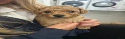 Toy Poodle dogs for sale: Toy poodle puppies  - Advert 8