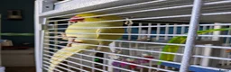 Ringnecks birds for sale: Female Lutino Indian Ringneck  in Abergele - Advert 10