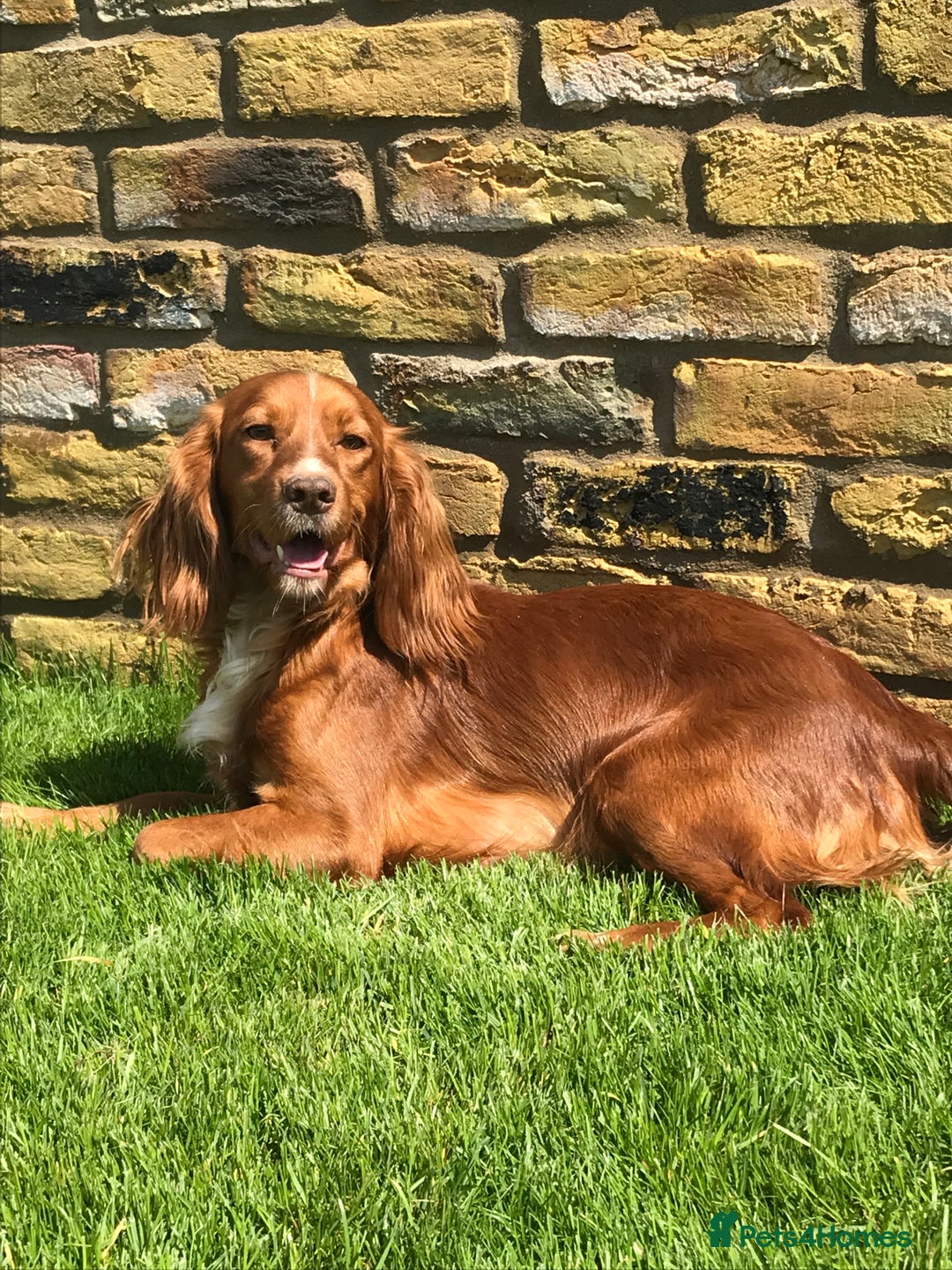 Cockapoo dogs for sale: F1 Cockapoo puppies  - Advert 3