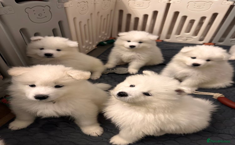 Samoyed dogs Samoyed Puppies — Ready to Reserve Now! - Advert 1
