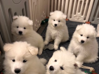 Samoyed dogs Samoyed Puppies — Ready to Reserve Now! - Advert 1