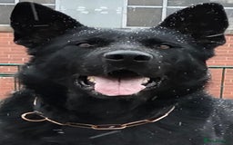 German Shepherd dogs for sale: TOP CHAMPION LINE GERMAN SHEPHERD PUPPIES FOR SALE - Advert 8