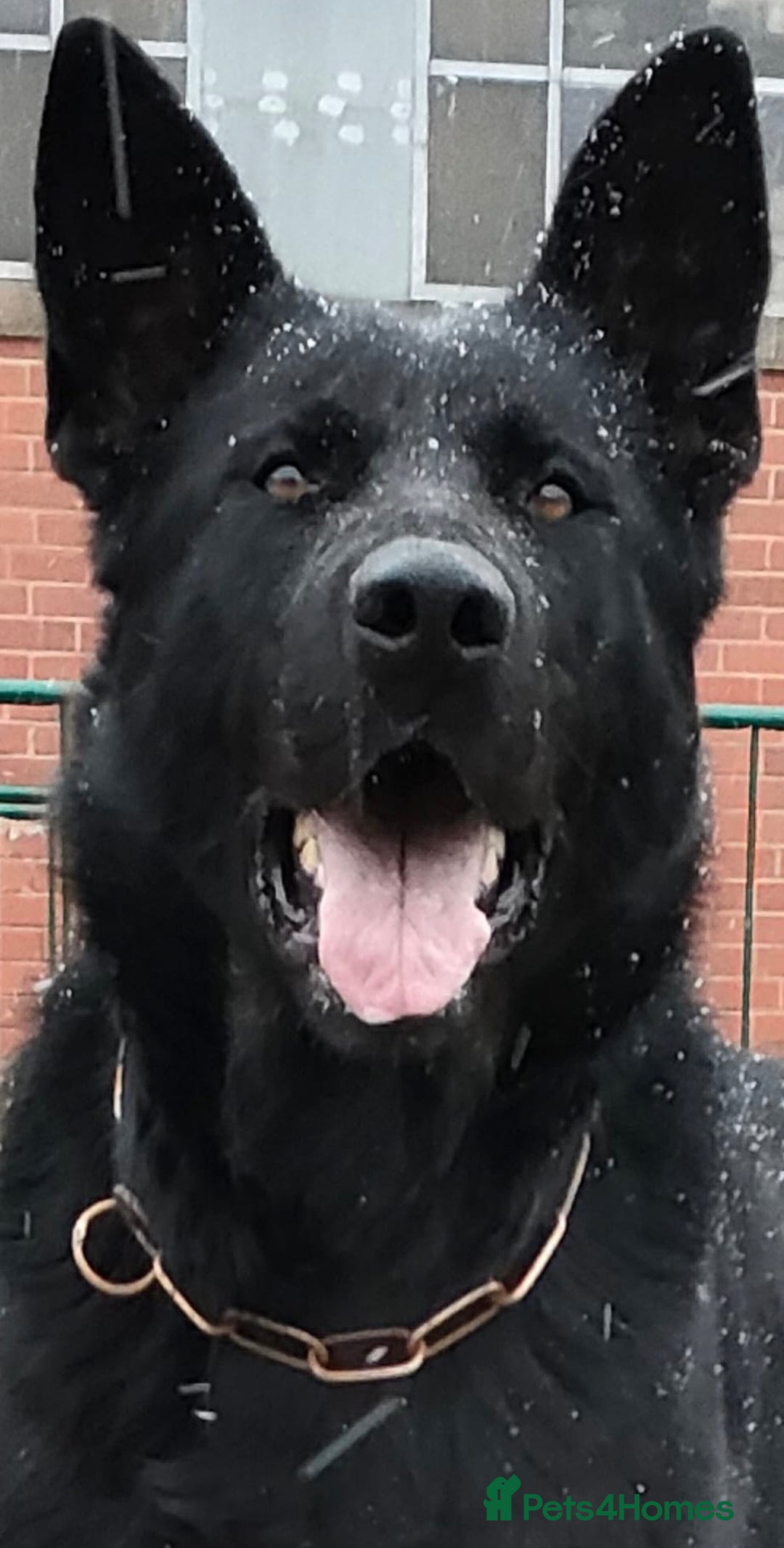 German Shepherd dogs for sale: TOP CHAMPION LINE GERMAN SHEPHERD PUPPIES FOR SALE - Advert 8