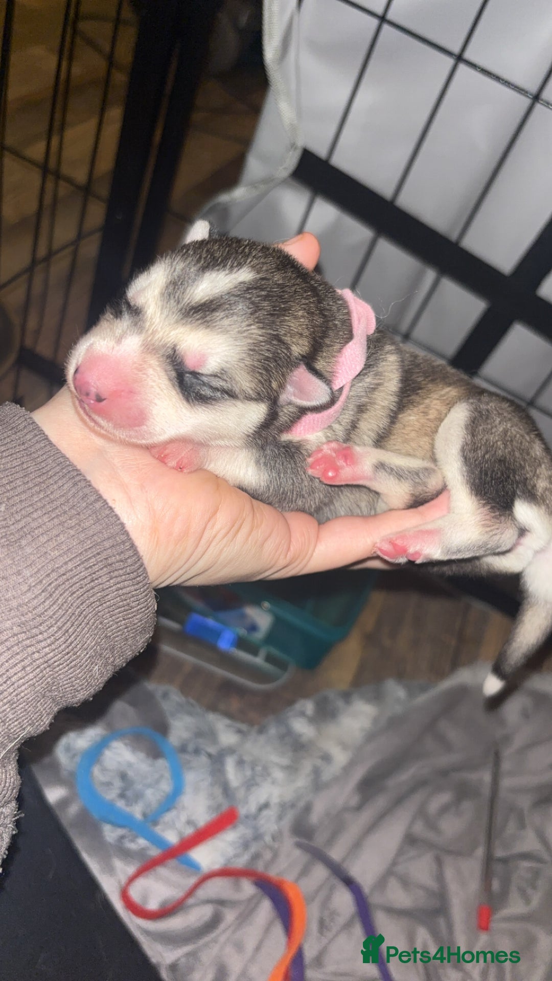 Siberian Husky dogs for sale: 6 Beautiful Siberian Husky’s ❤️ - Advert 4