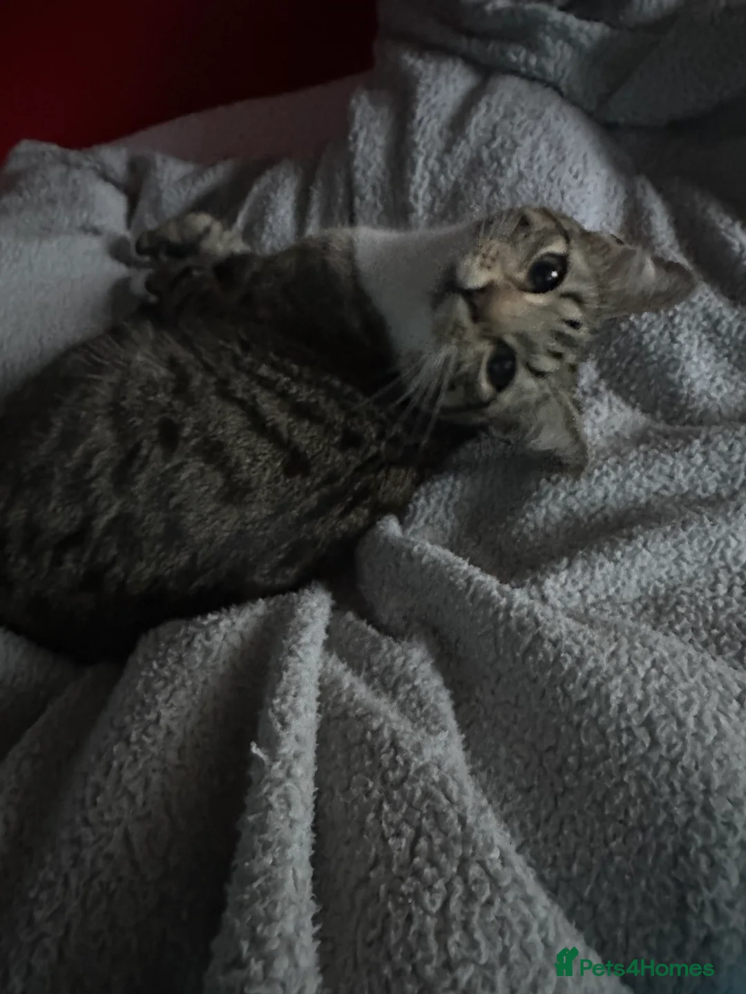 Mixed Breed cats for sale: Female kitten age 9 months  in Birmingham - Advert 2